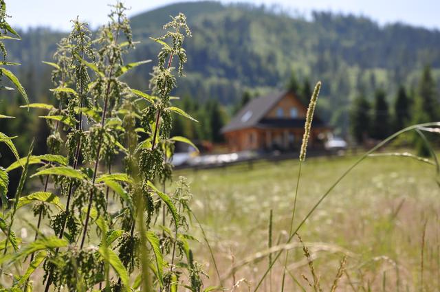 Zbliżenie na pokrzywy i trawy na łące, w głębi rozmyty drewniany dom i zalesione wzgórza